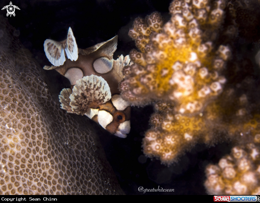 A Juvenile Harlequin Sweetlips