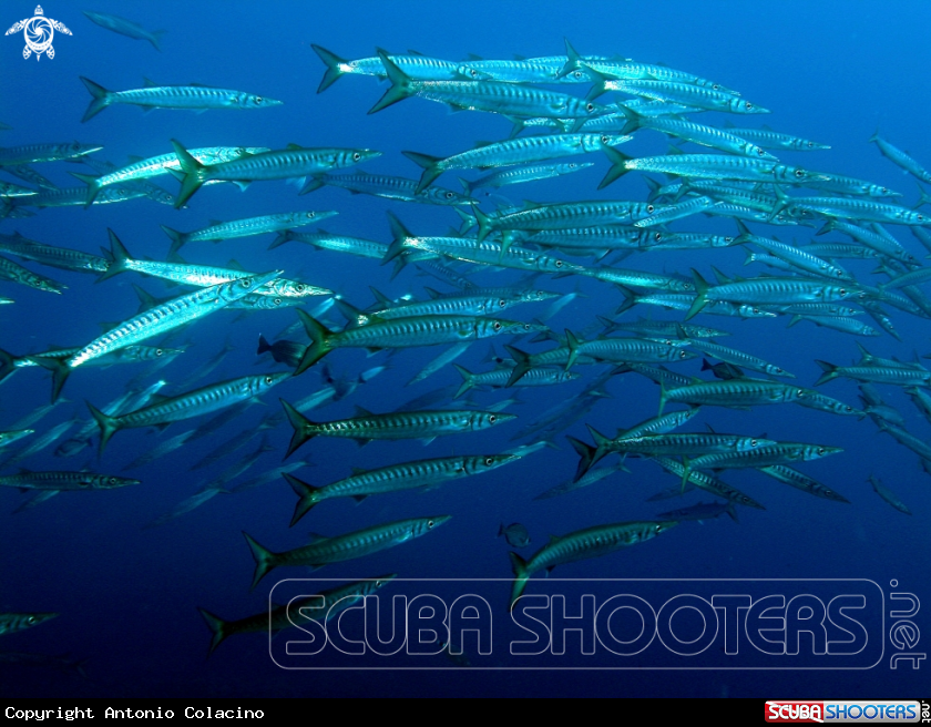 A Barracuda