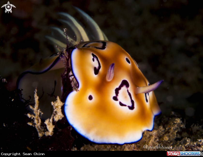 A Nudibranch