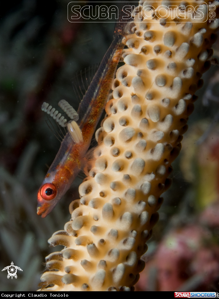 A Bryaninops Yongei with parasites