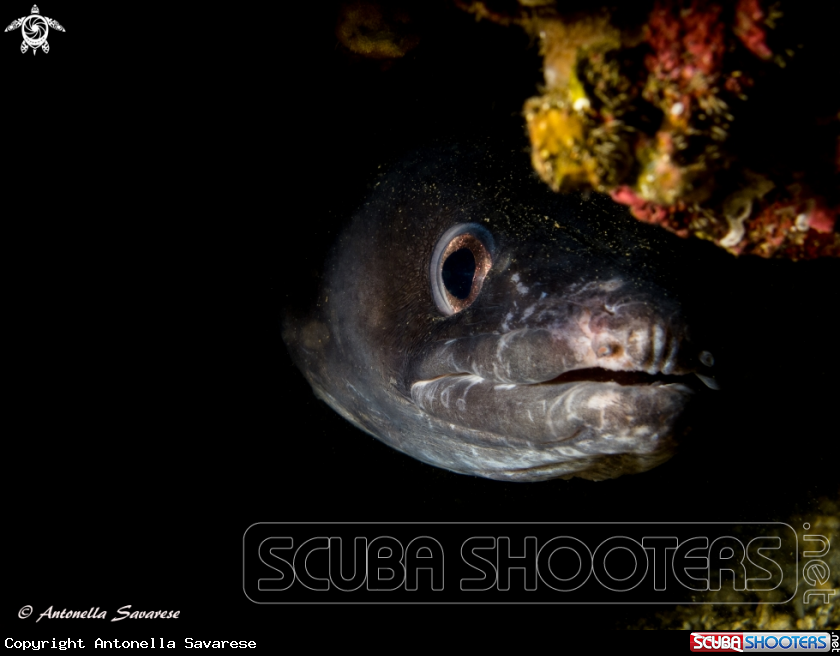 A conger conger