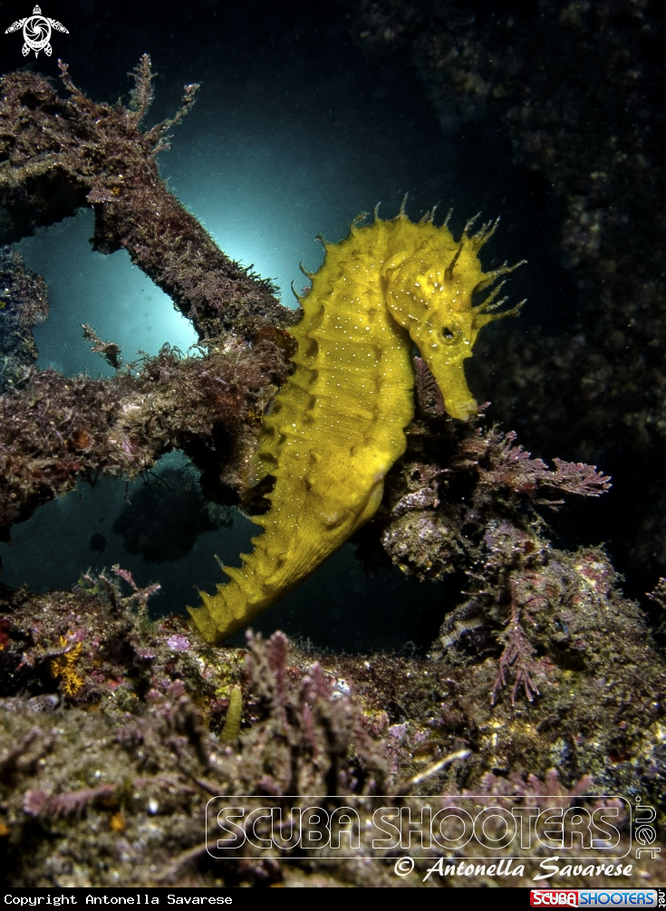 A Hippocampus guttulatus