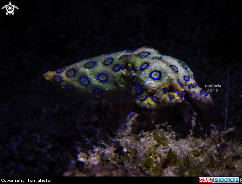 A Blue Ringed Octopus