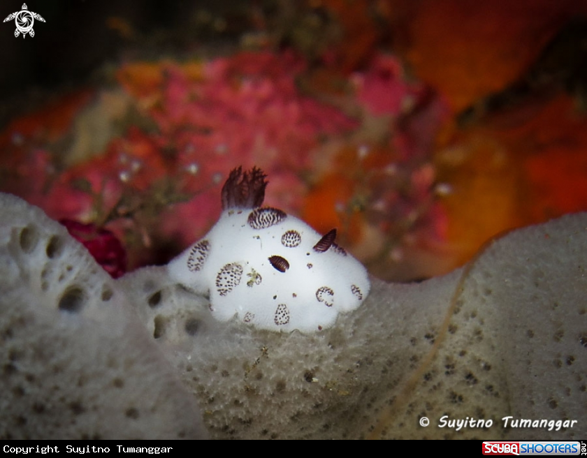 A Nudibranch