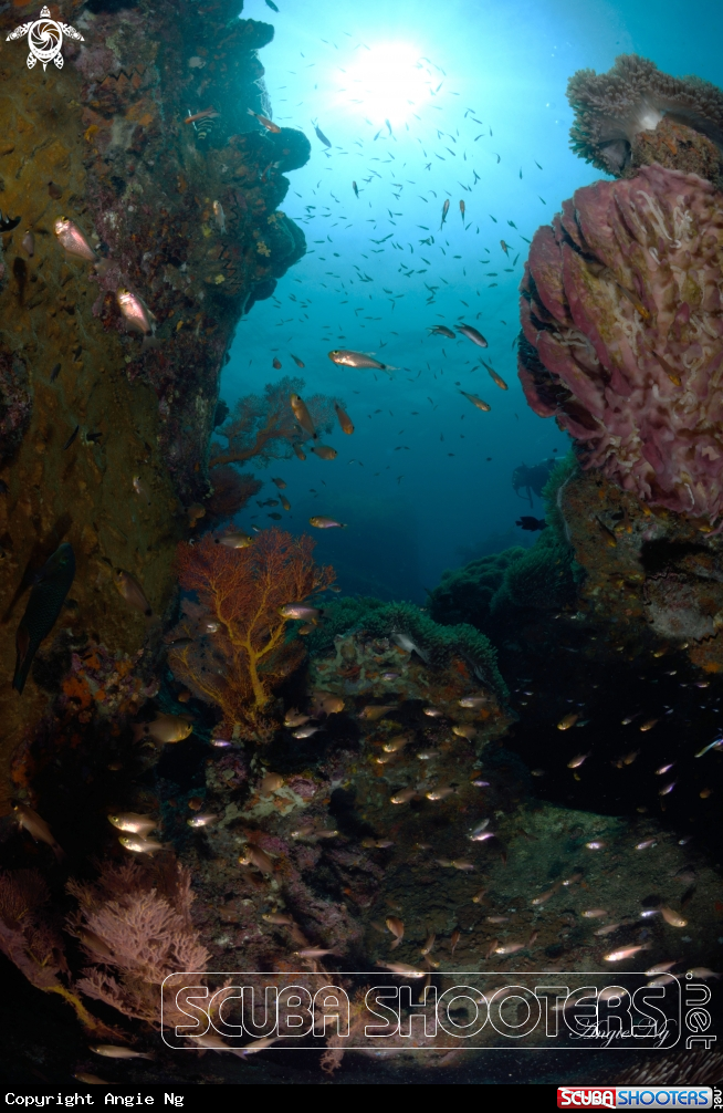 A Coral