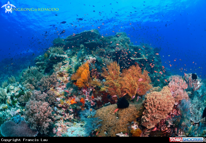 A Coral