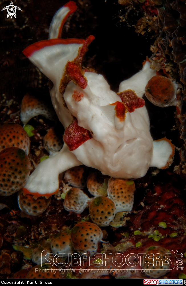 A Frogg Fish