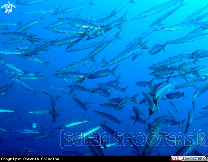 A Barracuda