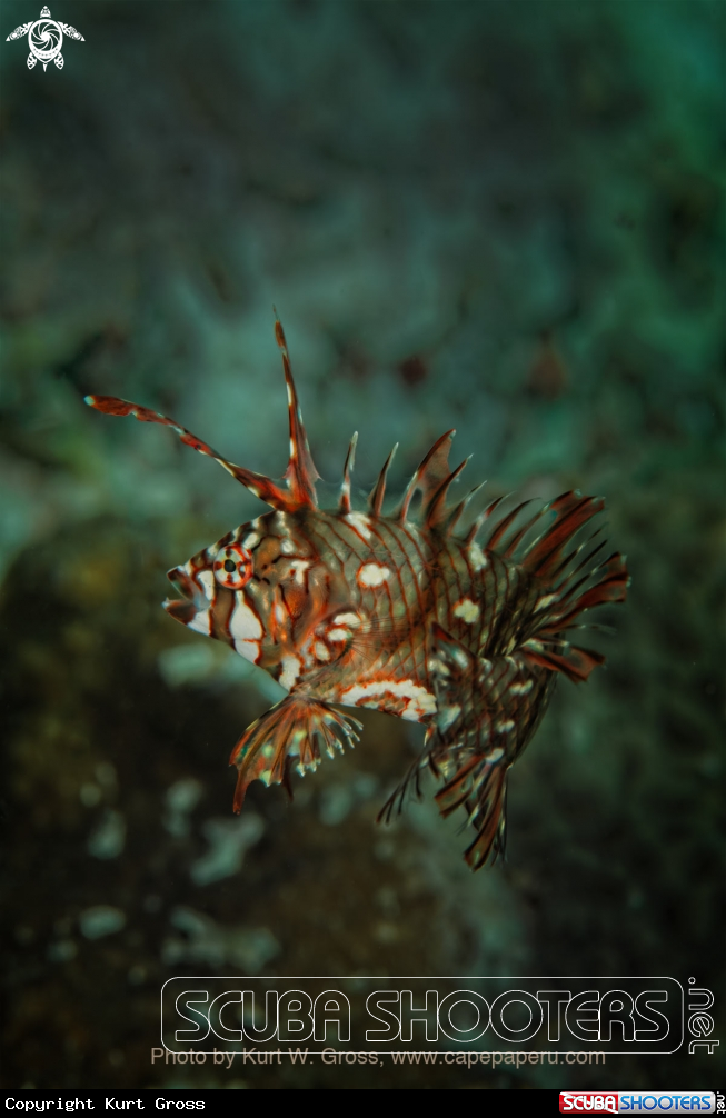 A Wrasse