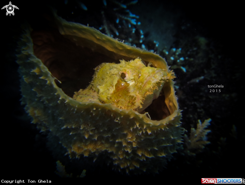 A Scorpion Fish