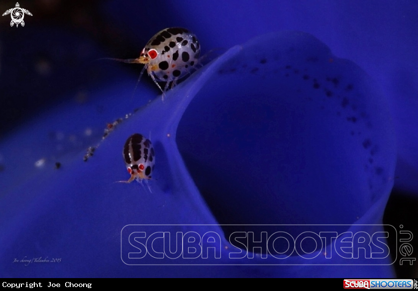 A Ladybug amphipod 