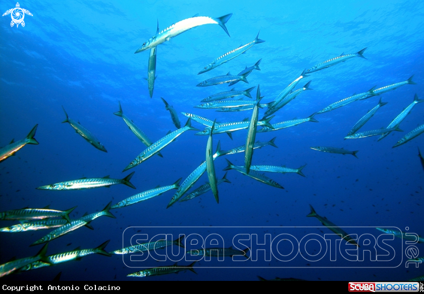 A Barracuda