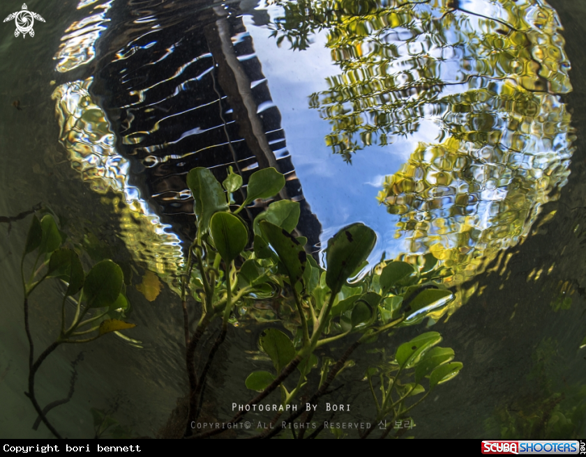 A Mangrove tree