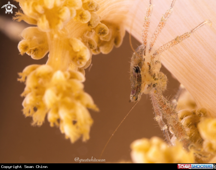 A Squat Lobster
