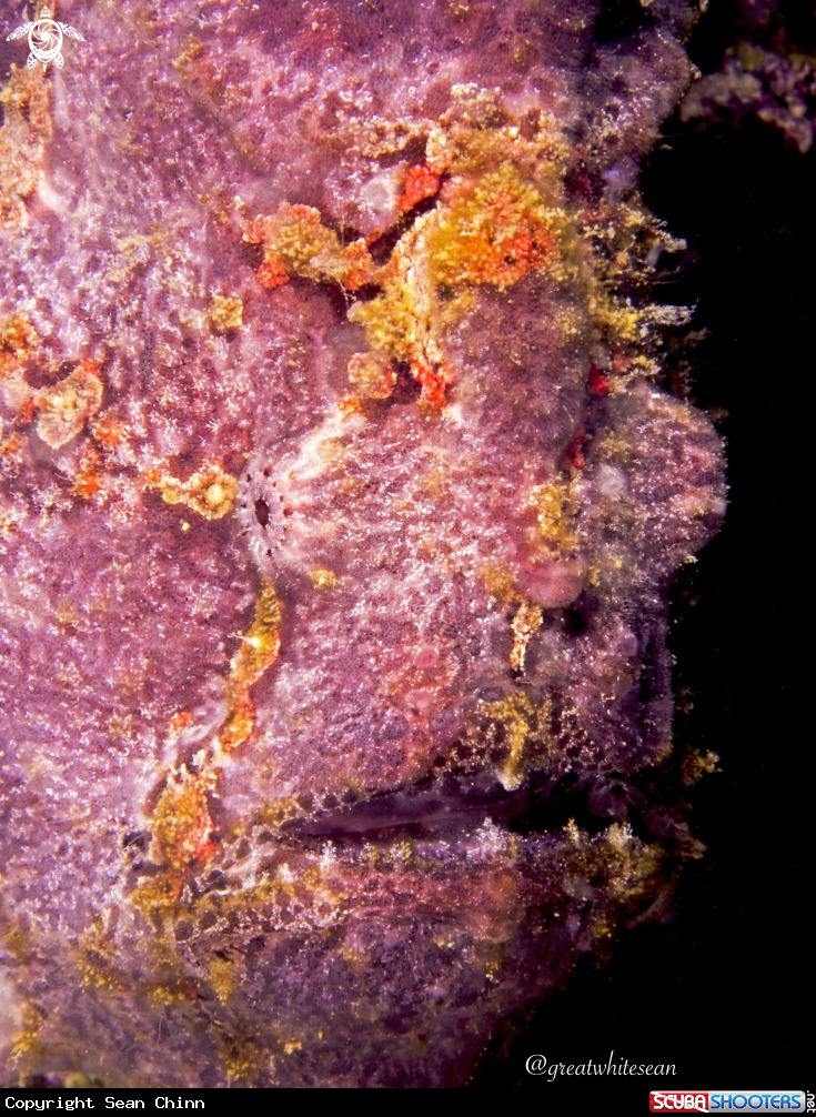 A Frogfish