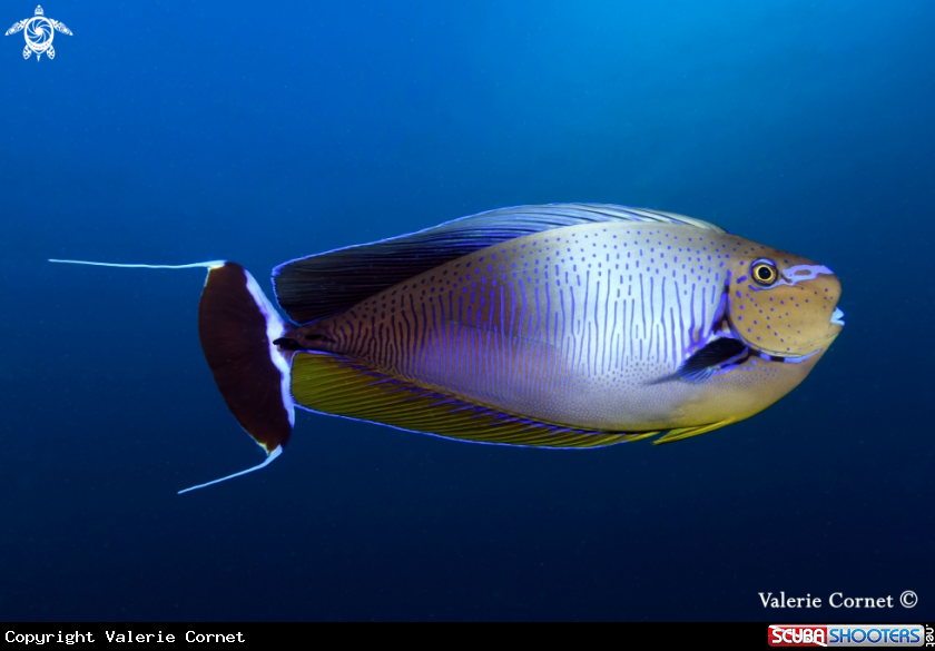 A Big Nose Unicorn Fish