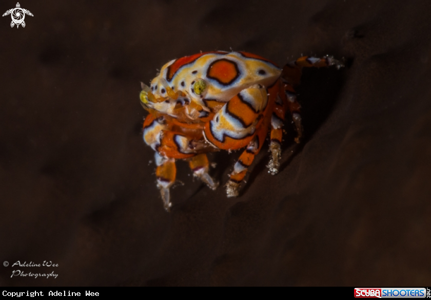 A Gaudy clown crab