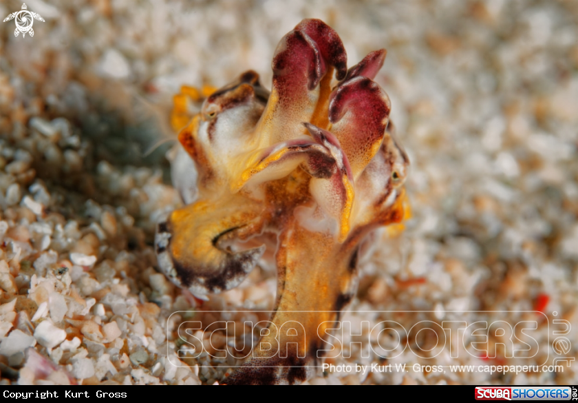 A Flamboin Sepia