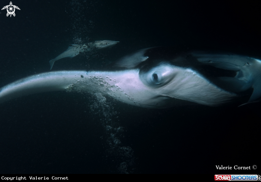 A Reef Manta Ray