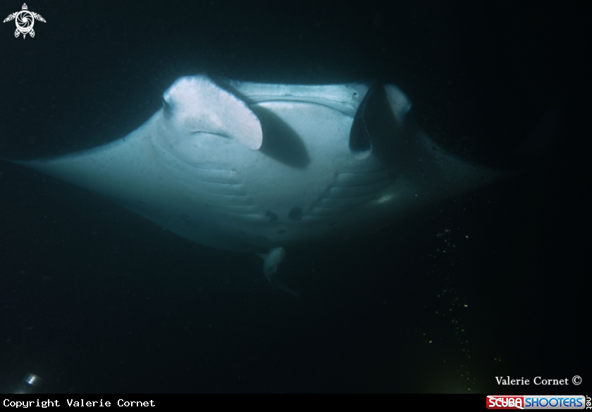 A Reef Manta Ray