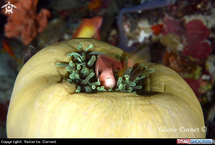 A Tomato Clownfish