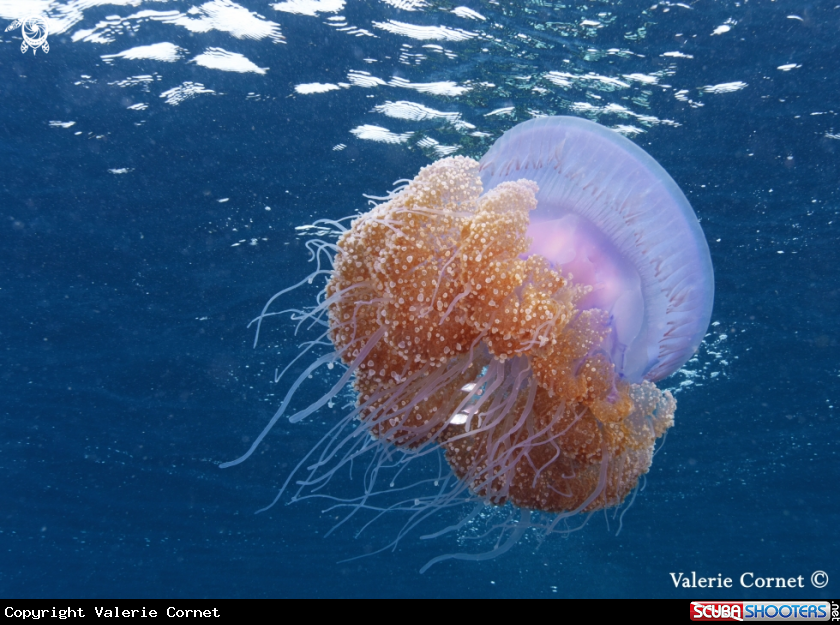A Crown Jellyfish