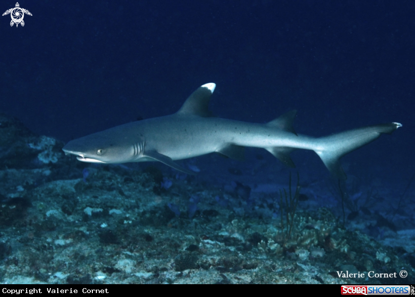 A White tip reef shark