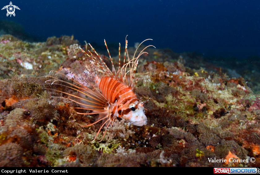 A Clearfin Lionfish