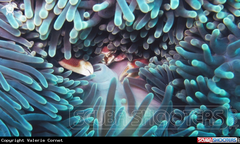 A Porcelain Anemone Crab