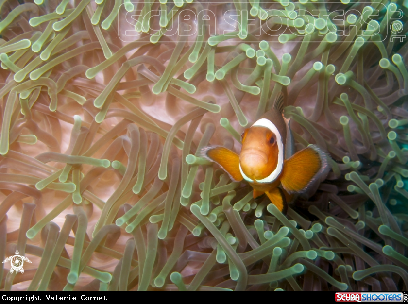 A Ocellaris clownfish