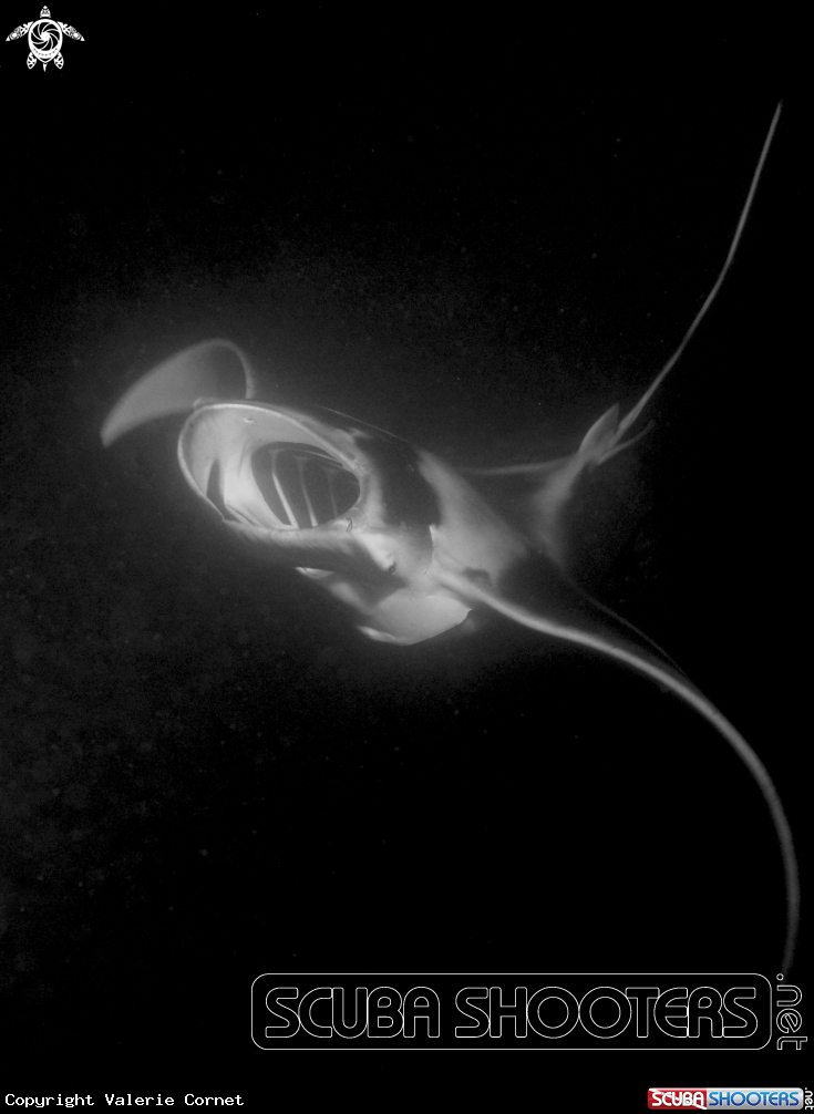 A Reef Manta Ray