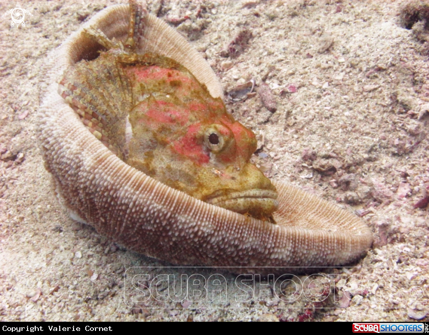 A Bearded Scorpionfish