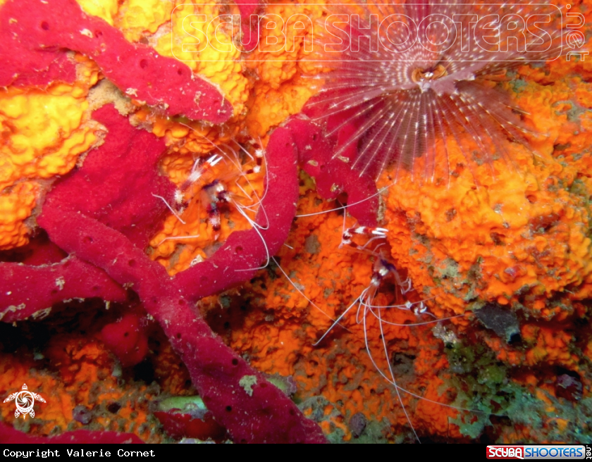 A Banded Coral Shrimp