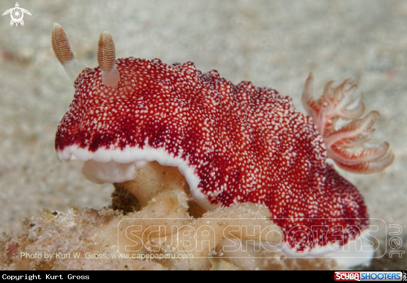 A Red Chromodoris