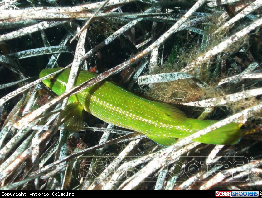 A Tordo verde