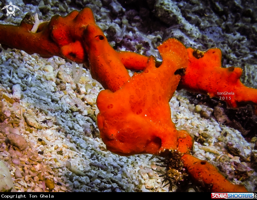 A Frog Fish