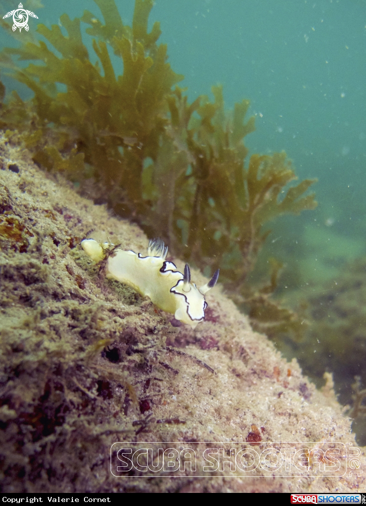 A Doris Nudibranch