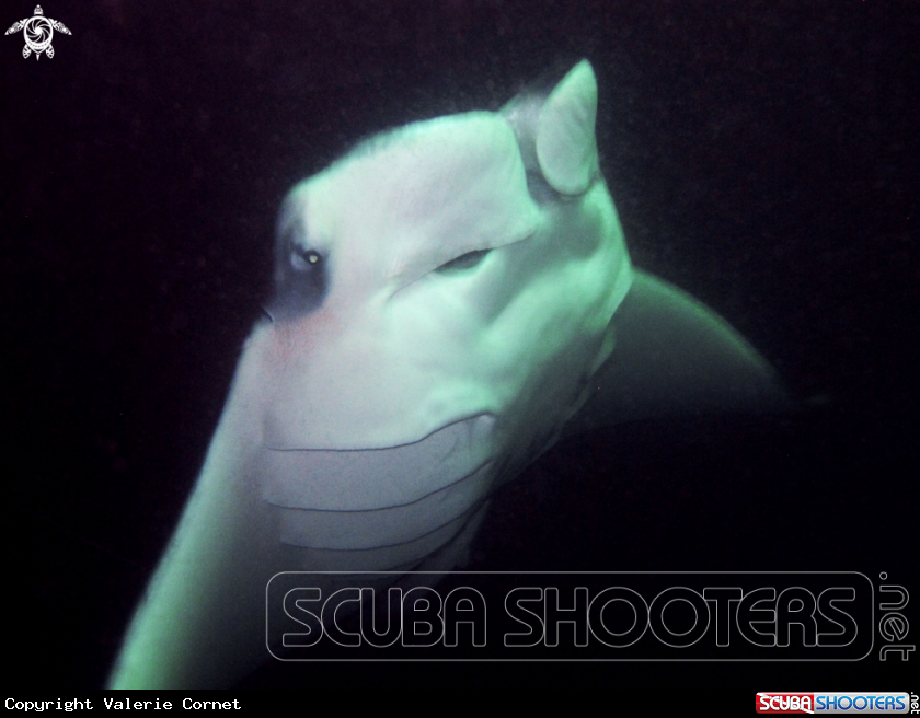 A Reef Manta Ray