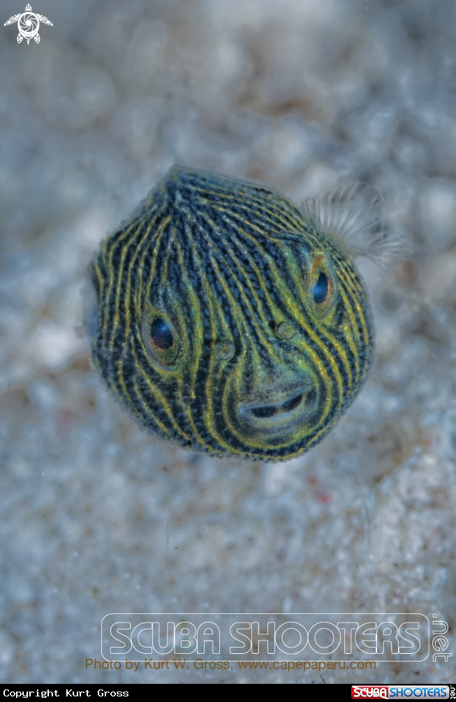 A Juv. Puffer Fish