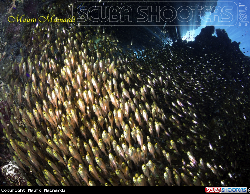 A Glassfish