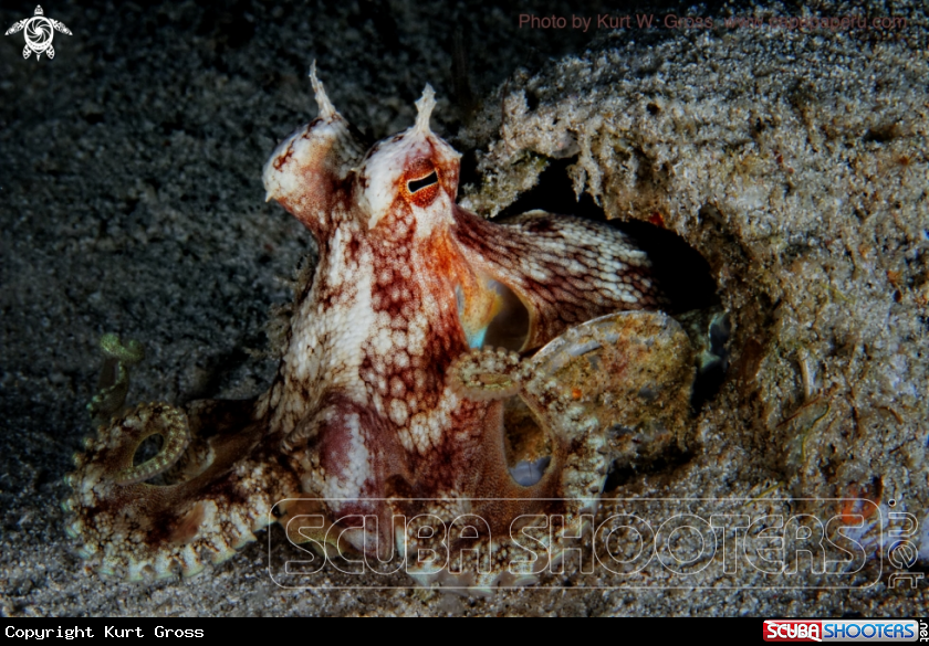 A Octopus defilippi