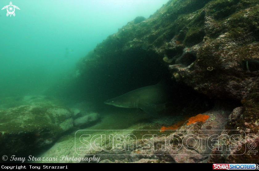 A Grey nurse shark