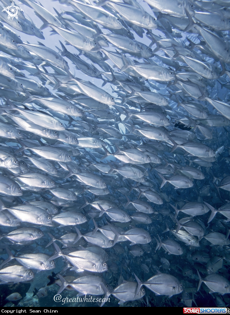 A Jackfish