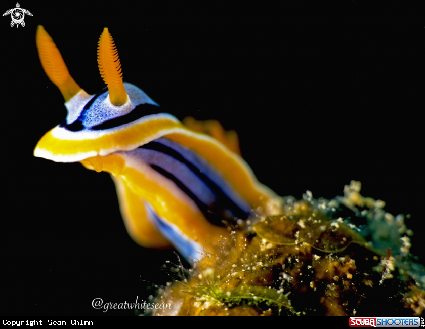 A Nudibranch