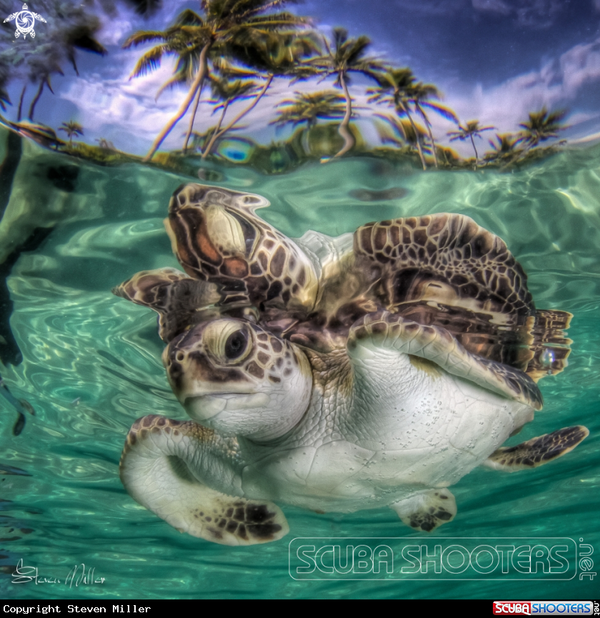 A Sea Turtle