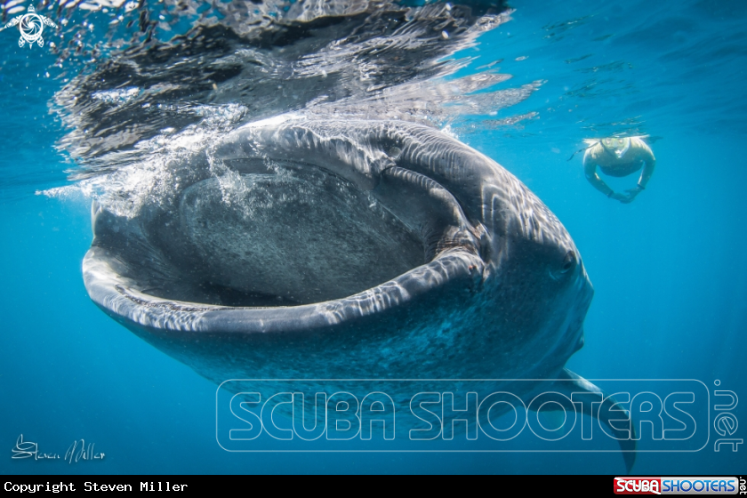 A Whaleshark