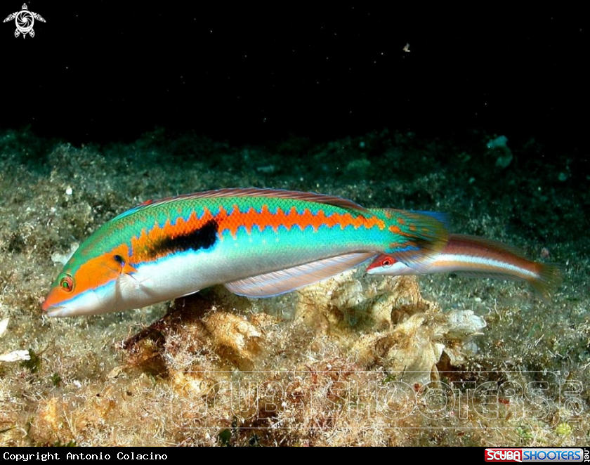 A Donzella