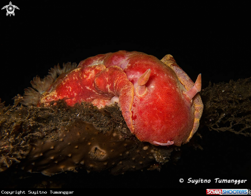 A Nudibranch