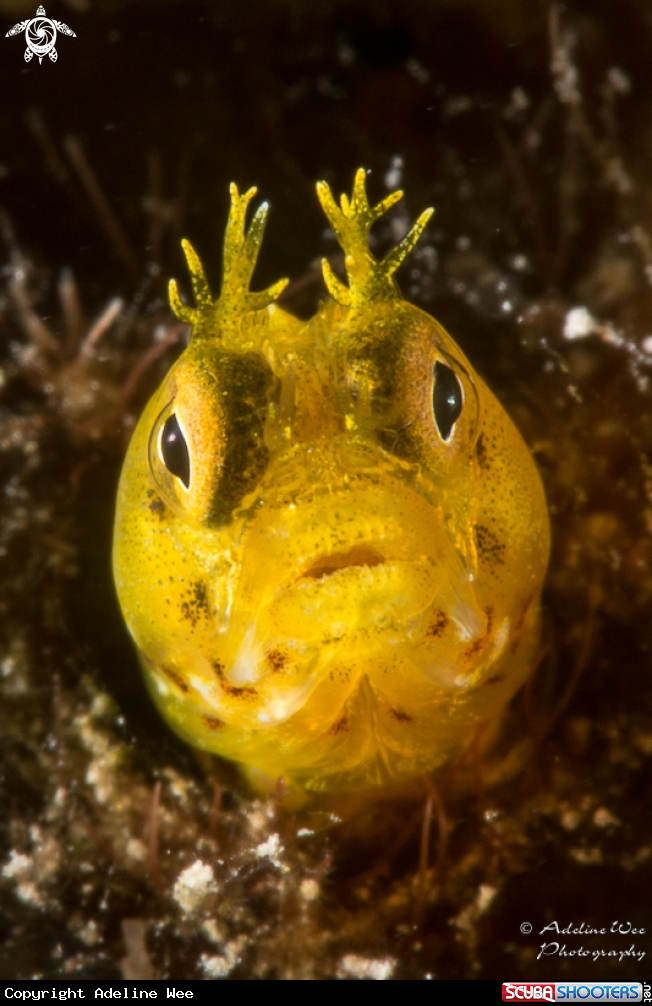 A Roughhead blenny