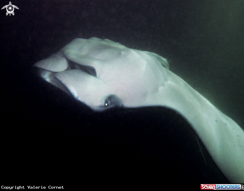 A Reef Manta Ray